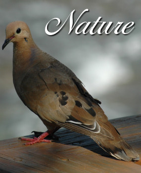 Nature Photographic Services Main Image